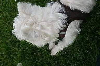 West Highland Terrier reproduktor,  pomorskie Gdań