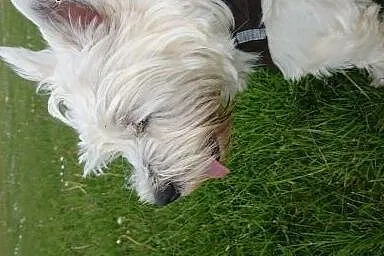 West Highland Terrier reproduktor,  pomorskie Gdań
