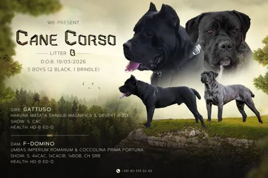 Cane Corso Piękne zarejestrowane szczenięta na sprzedaż