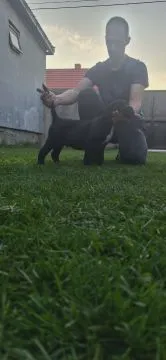 Cane Corso Piękne zarejestrowane szczenięta na sprzedaż, Mazowieckie, Warszawa