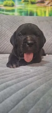 Cane Corso Piękne zarejestrowane szczenięta na sprzedaż, Mazowieckie, Warszawa