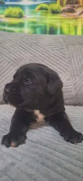 Cane Corso Piękne zarejestrowane szczenięta na sprzedaż, Mazowieckie, Warszawa