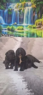 Cane Corso Piękne zarejestrowane szczenięta na sprzedaż, Mazowieckie, Warszawa