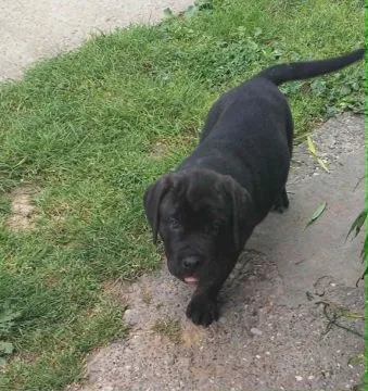 Cane Corso Piękne zarejestrowane szczenięta na sprzedaż, Mazowieckie, Warszawa