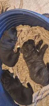Cane Corso Piękne zarejestrowane szczenięta na sprzedaż, Mazowieckie, Warszawa