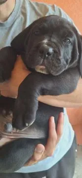 Cane Corso Piękne zarejestrowane szczenięta na sprzedaż, Mazowieckie, Warszawa