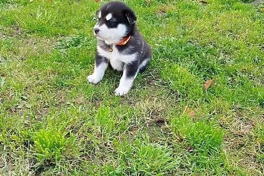 Alaskan Malamute suka, szczenię