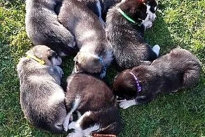 Alaskan Malamute suka, szczenię, Podkarpackie, Przemyśl