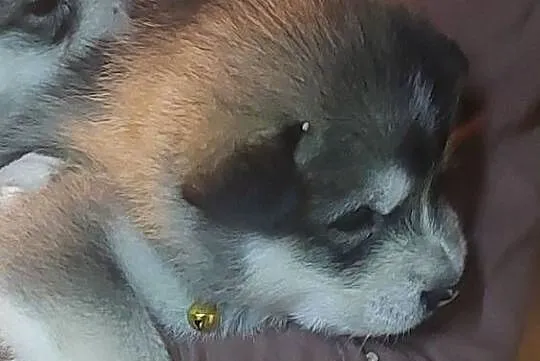 Alaskan Malamute suka, szczenię, Podkarpackie, Przemyśl
