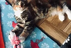 Kotka Maine Coon - piękna szylkretka !,  Koty main, cała Polska
