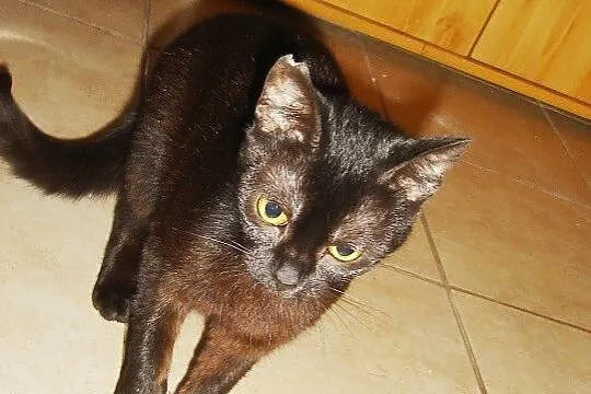 Naomi malutka cała czarna koteczka szuka domu stał