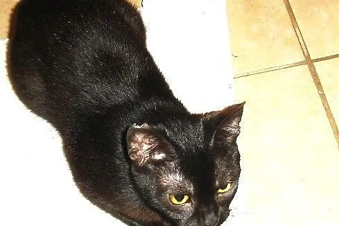 Naomi malutka cała czarna koteczka szuka domu stał