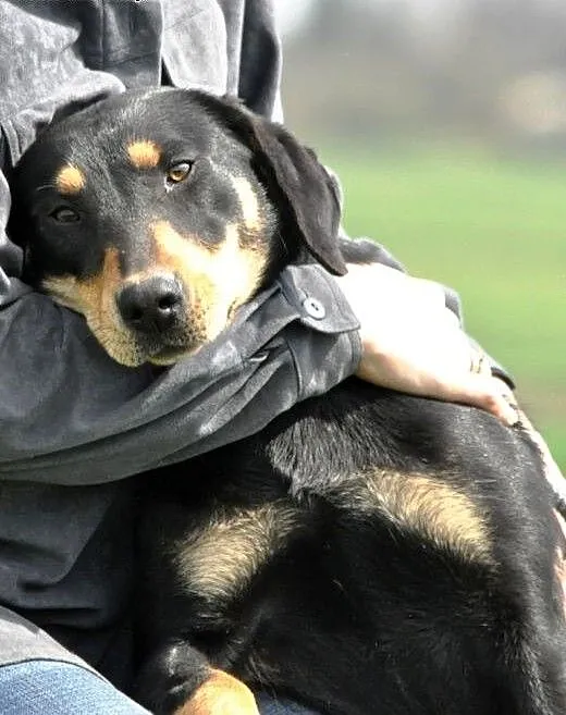 Gammusia kochana, łagodna, młodziutka suczka ADOPC