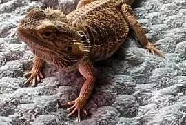Agama brodata samica 2 letnia