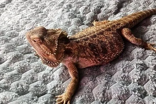 Agama brodata samica 2 letnia, Mazowieckie, Warszawa