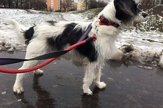 Gdy Warrena adoptujesz, wielka radość wnet poczuje