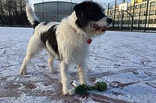 Gdy Warrena adoptujesz, wielka radość wnet poczuje