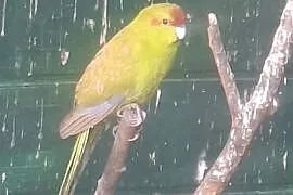 Papugi kozie-kozy