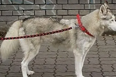 CZIKA młode, energiczne dziewczę do adopcji