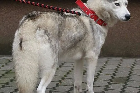 CZIKA młode, energiczne dziewczę do adopcji