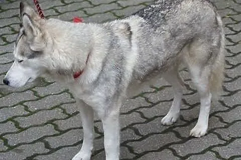 CZIKA młode, energiczne dziewczę do adopcji