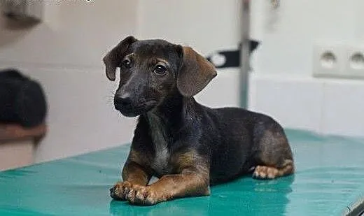 Pippi - 3 miesięczna JAMNISIA do pilnej adopcji.,