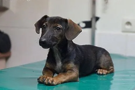 Pippi - 3 miesięczna JAMNISIA do pilnej adopcji., 