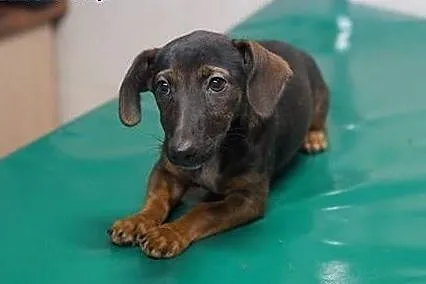 Pippi - 3 miesięczna JAMNISIA do pilnej adopcji., 