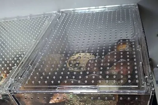 Sprzedam Ślimaki afrykańskie Lissachatina (Achatina)fulicia +terrarium, Śląskie, Rybnik