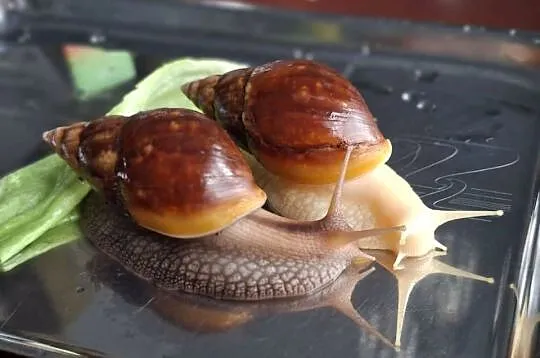 Sprzedam Ślimaki afrykańskie Lissachatina (Achatina)fulicia +terrarium, Śląskie, Rybnik