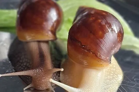 Sprzedam Ślimaki afrykańskie Lissachatina (Achatina)fulicia +terrarium, Śląskie, Rybnik