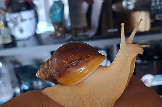 Sprzedam Ślimaki afrykańskie Lissachatina (Achatina)fulicia +terrarium, Śląskie, Rybnik