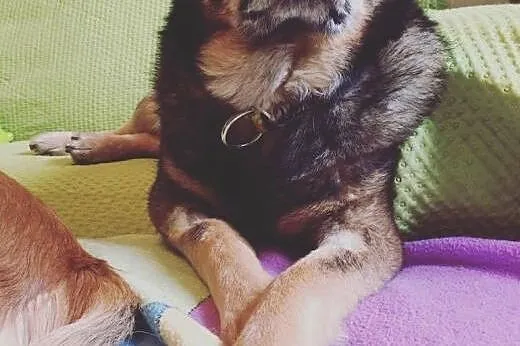 Niko - przytulak jakich mało, kocha cały świat!,  