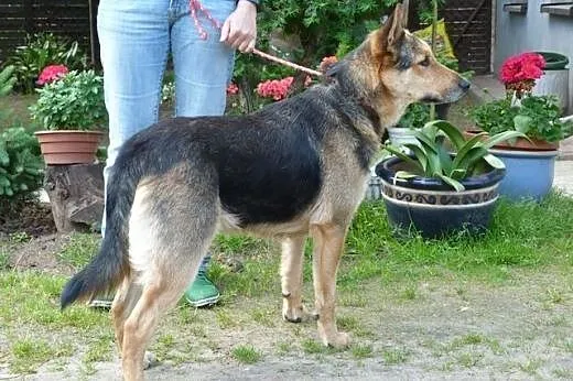 Ares owczarkowaty dostojny pies,  mazowieckie Wars