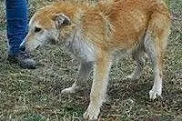 GUCIO - ok. 10miesięczny średniej wielkości psiak 