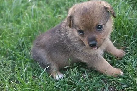 Lilka i Milka –  szczeniaki do adopcji,  mazowieckie Warszawa