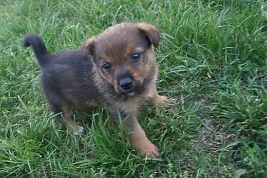 Lilka i Milka –  szczeniaki do adopcji, 