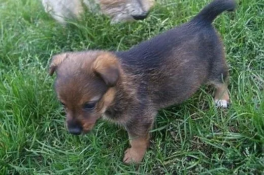 Lilka i Milka –  szczeniaki do adopcji, 