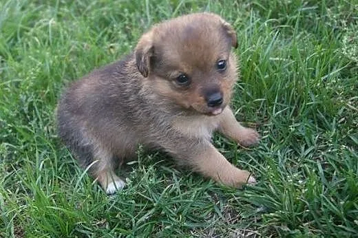 Lilka i Milka –  szczeniaki do adopcji, 