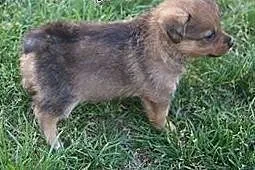 Lilka i Milka –  szczeniaki do adopcji, 