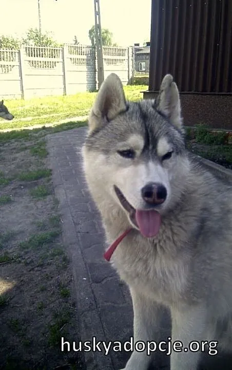 ARAK- kochany i energiczny pies husky do adopcji,