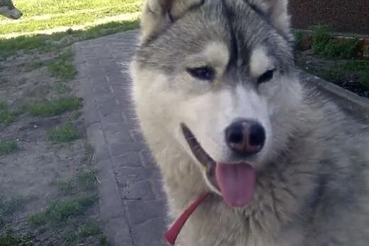 ARAK- kochany i energiczny pies husky do adopcji, 