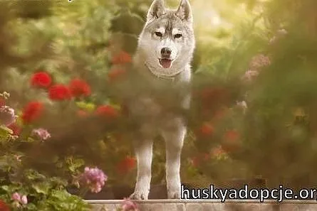 ARAK- kochany i energiczny pies husky do adopcji, 
