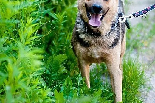 Kochany, piękny i młody Filipek - do adopcji,  maz
