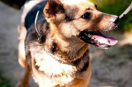 Kochany, piękny i młody Filipek - do adopcji,  maz