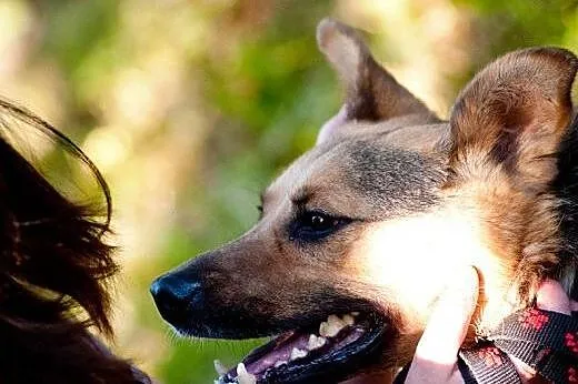 Kochany, piękny i młody Filipek - do adopcji,  maz