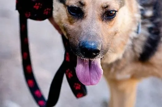 Kochany, piękny i młody Filipek - do adopcji,  maz
