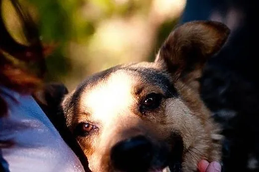 Kochany, piękny i młody Filipek - do adopcji,  maz