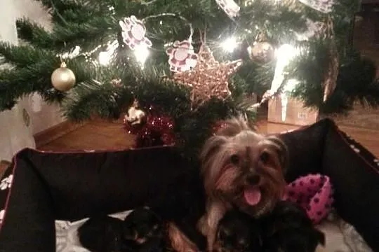 Malutkie Yorki Ostatni piesek! Hodowla Pupil !