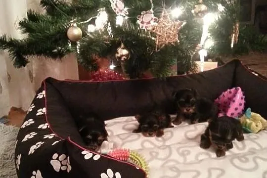 Malutkie Yorki Ostatni piesek! Hodowla Pupil !